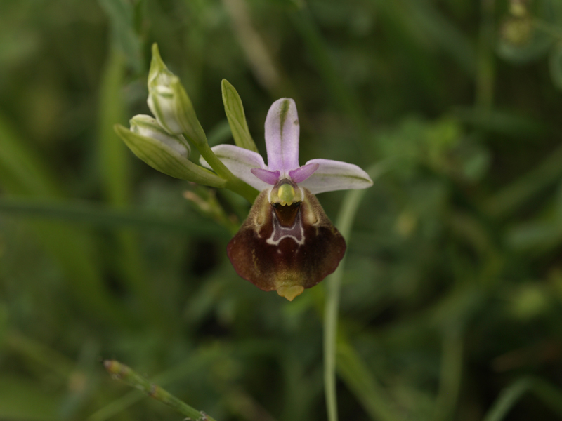 Ophrys cinnabarina (=Ophrys holosericea subsp. paolina) nuova sottos. del Gargano